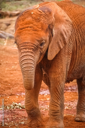 Baby elephant roaming in Kenya
