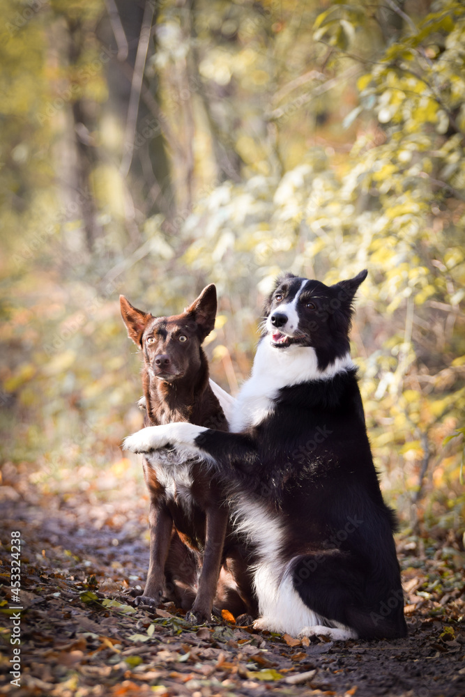 border collies are sitting in the forest. It is autumn portret. border collies are sitting in the forest. It is autumn portret.