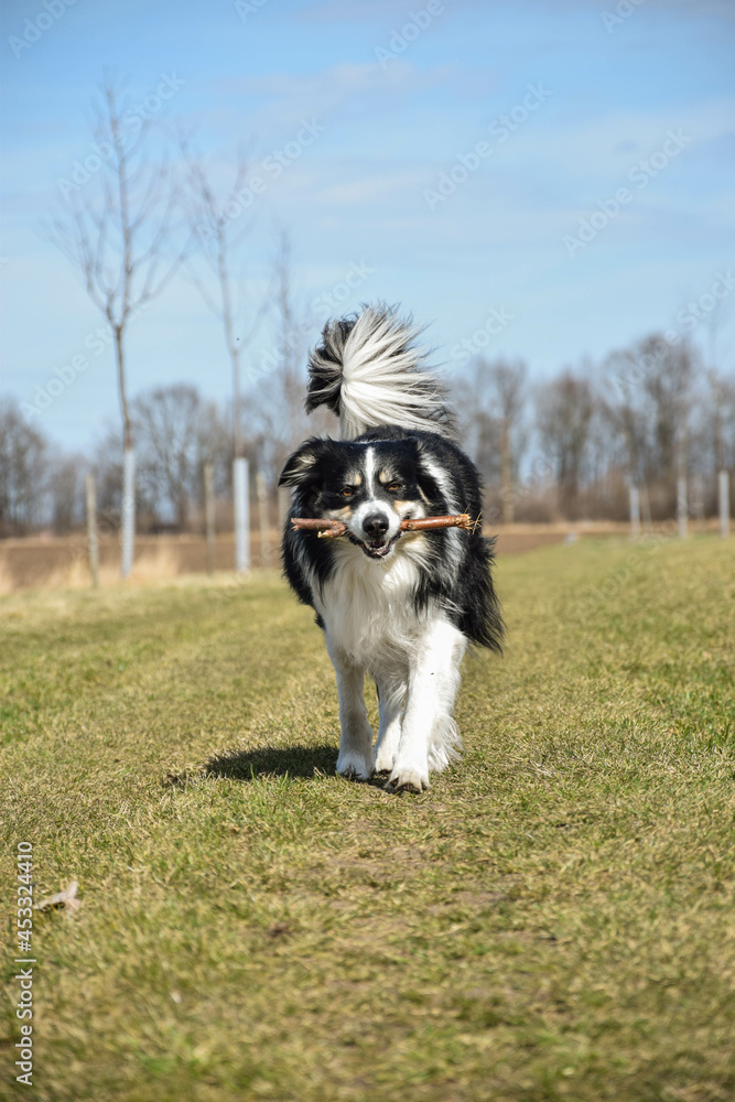 Border collie is running on the meadow. He is really good boy in sunset light Border collie is running on the meadow. He is really good boy in sunset light