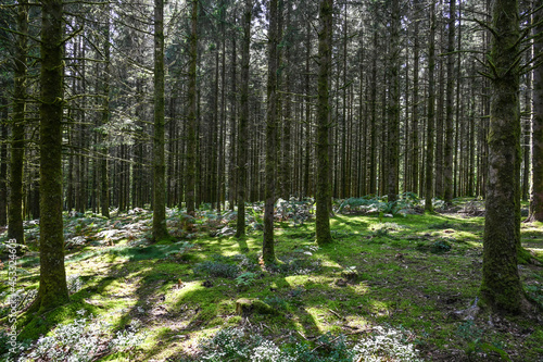 Fototapeta Naklejka Na Ścianę i Meble -  bois foret Belgique Wallonie Ardenne Ardennes arbre