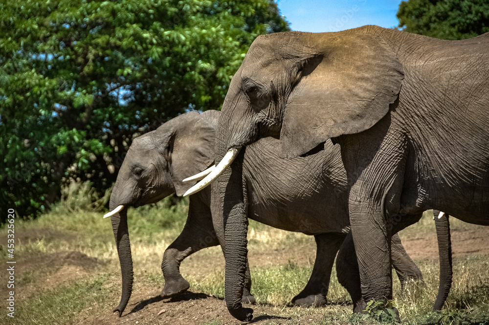 Fototapeta premium elephant roaming in Kenya Africa