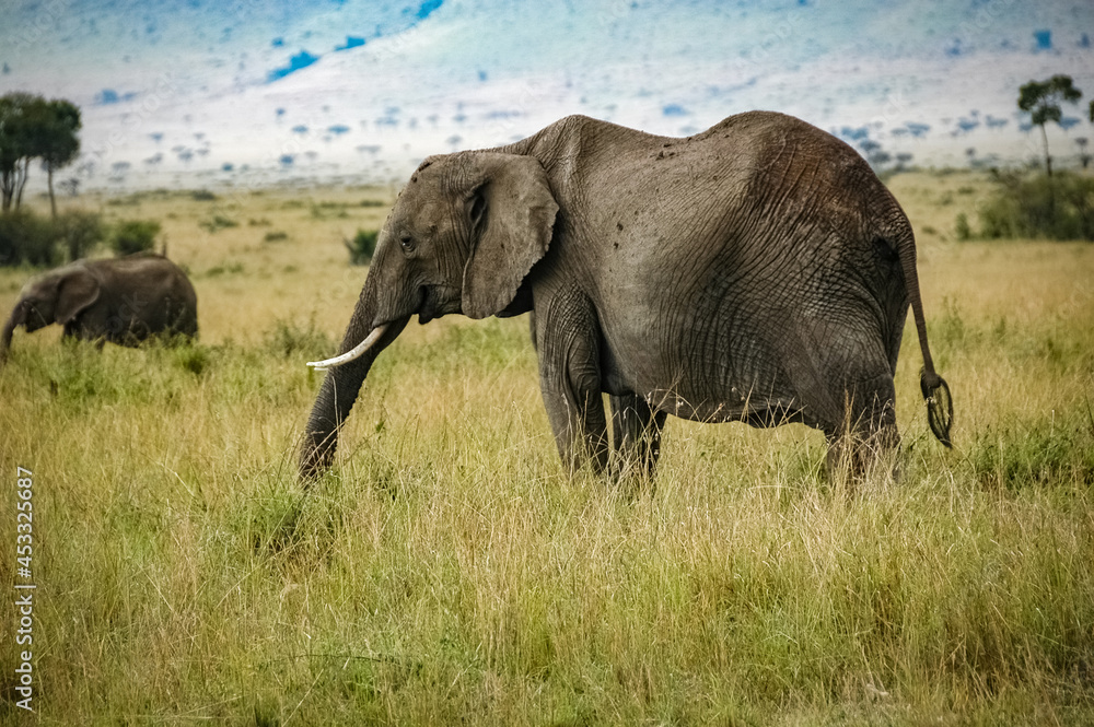 Obraz premium elephant roaming in Kenya Africa