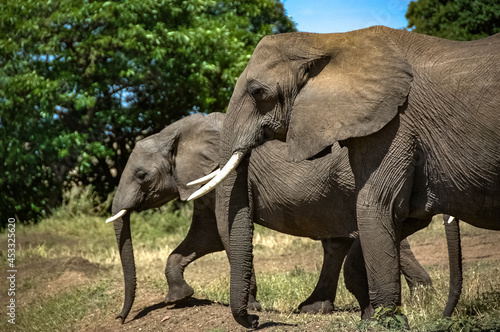 elephant roaming in Kenya Africa