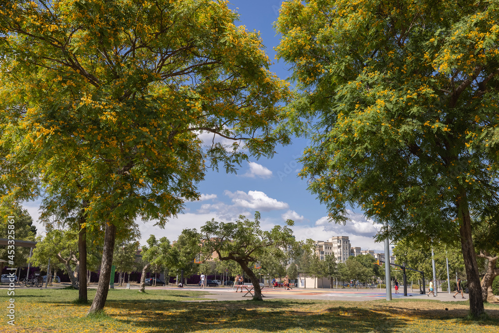 Obraz premium City park in barcelona with trees