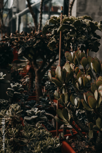 dark green flowers in pots in the greenhouse © Дарья Колесникова