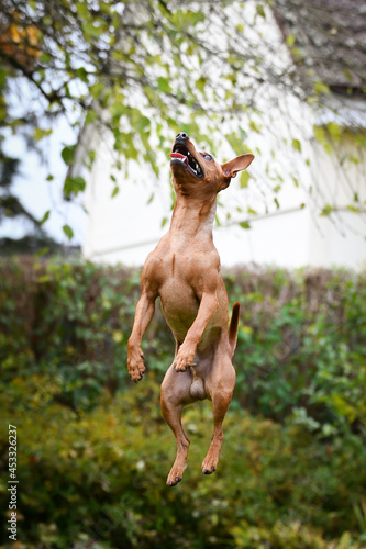 Brown dog is jumping in autumn nature. He is so cute dog.