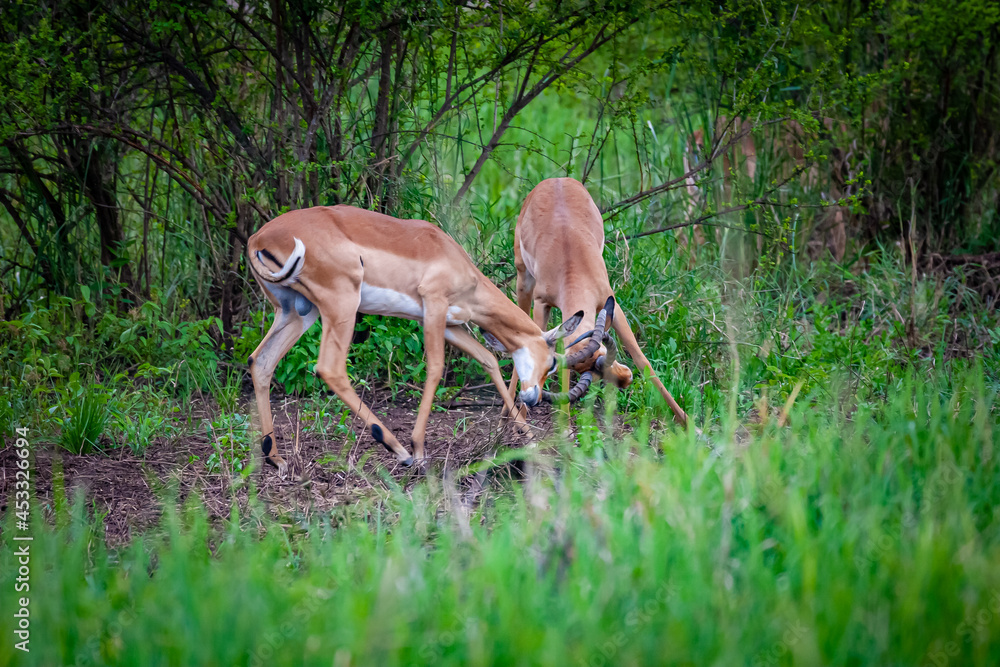 A pair of young sparring impalas fighting for dominace of the herd A pair of young sparring impalas fighting for dominace of the herd