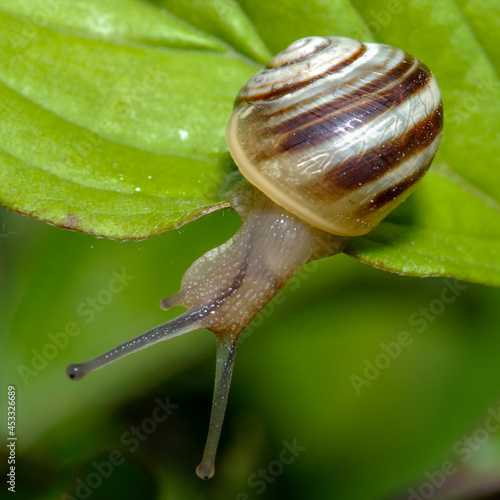 escargot sur une feuille