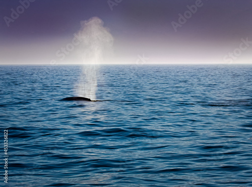 Blue whale blows in morning mist closer. © Jo