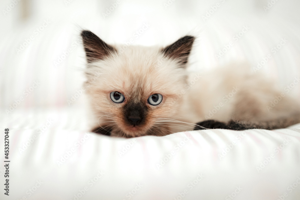 Cute white little kitten with black ears is snuggled up in a white bed while trying to sleep. Cat pet looking at camera