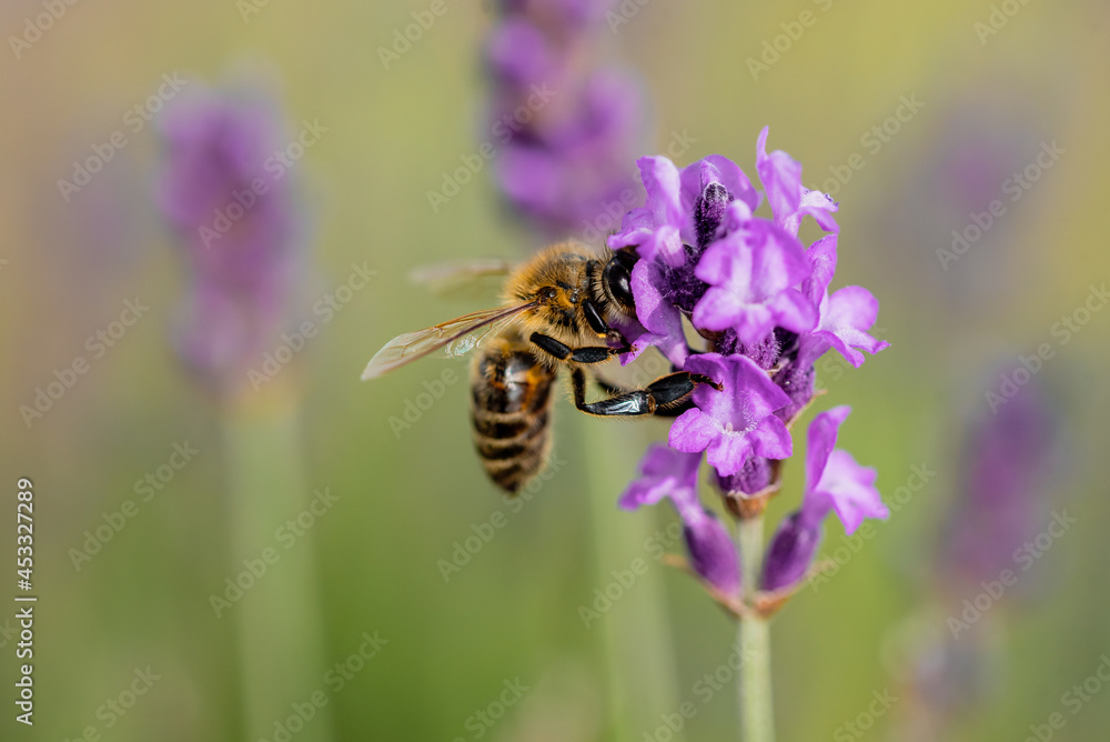 European honey bee on a lavender flower European honey bee on a lavender flower