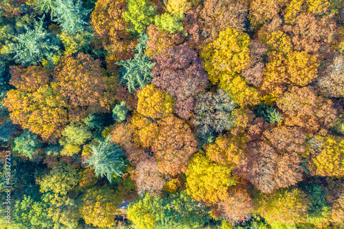 Aerial view of mixed autumn forest © creativenature.nl