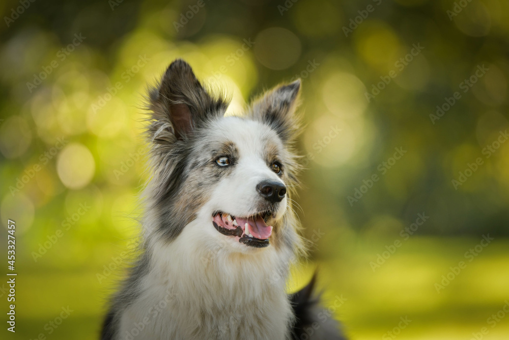 border collie is lying on the bench. He is so cute dog.