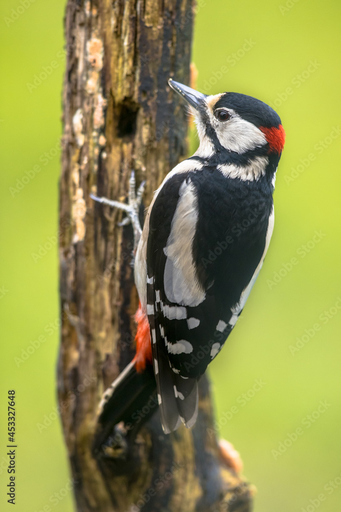 Obraz premium Great spotted woodpecker in portrait