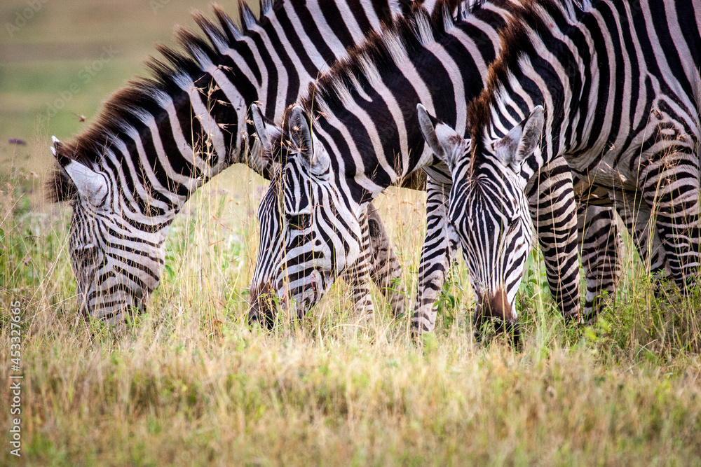 Three zebras grazing with heads down. Three zebras grazing with heads down.