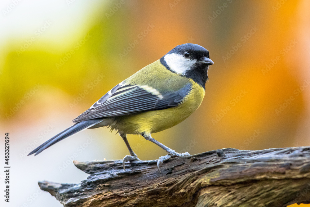 Obraz premium Great tit garden bird perched on branch