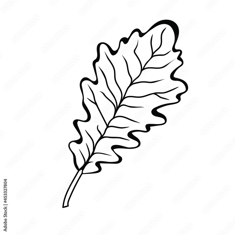 Obraz premium Oak leaf in doodle style. Botanical drawing. Element for cards, posters, stickers and professional design. Hand drawn vector illustration.