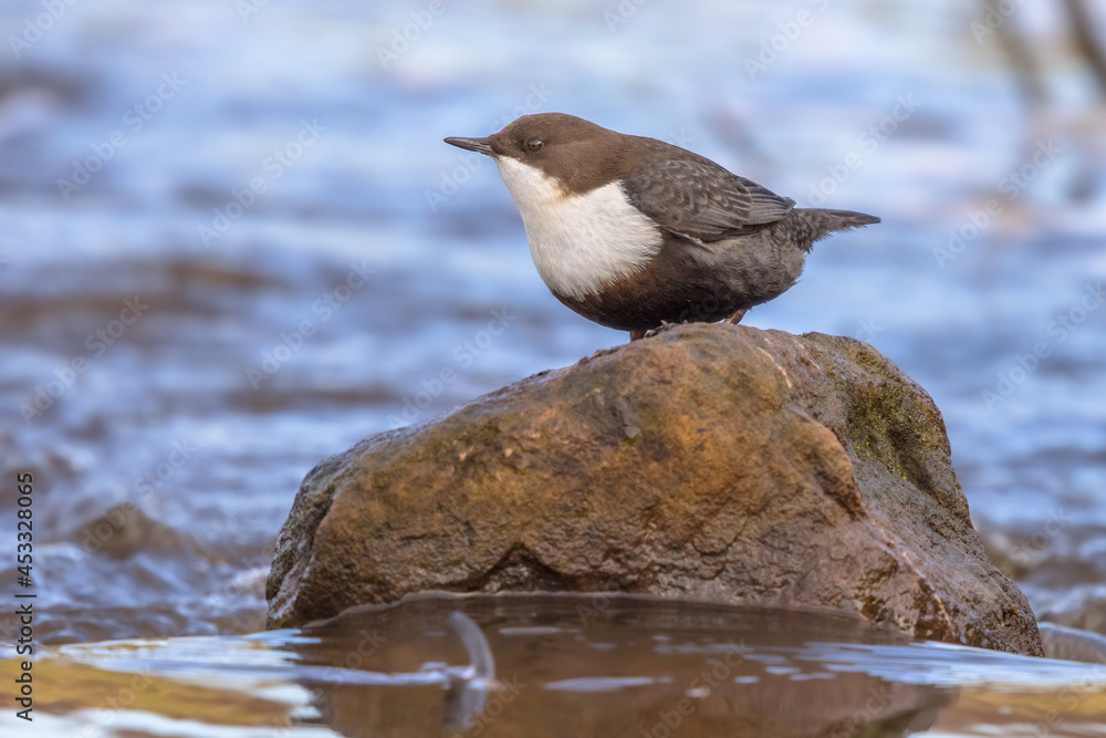 White throated dipper foraging in streaming water White throated dipper foraging in streaming water