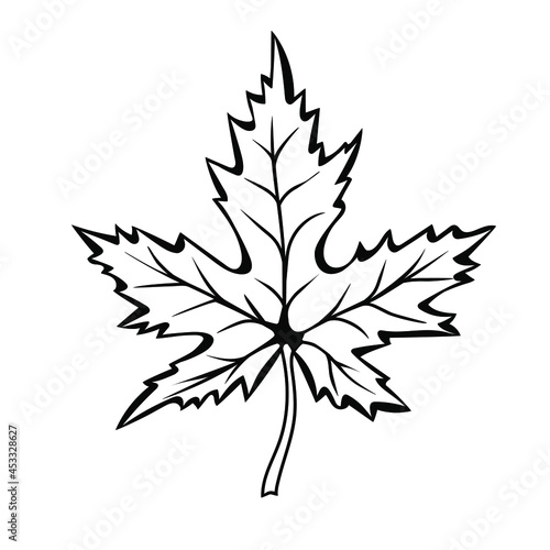 Maple Leaf in doodle style. Botanical drawing. Element for cards, posters, stickers and professional design. Hand drawn vector illustration.