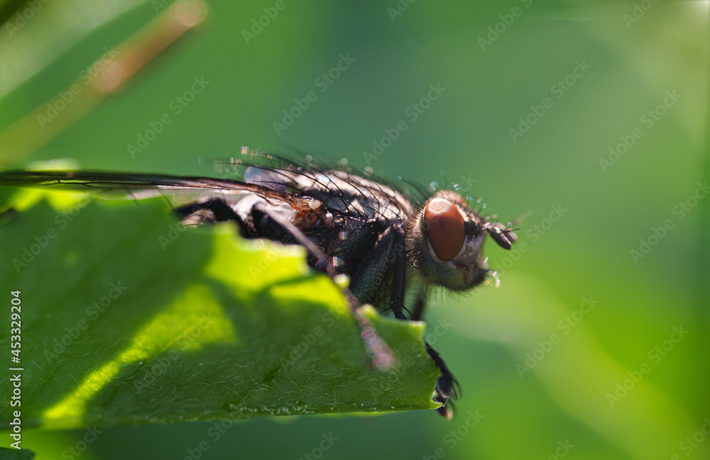 Macro shot of Flesh fly on the leaf. Sarcophagidae. Macro shot of Flesh fly on the leaf. Sarcophagidae.