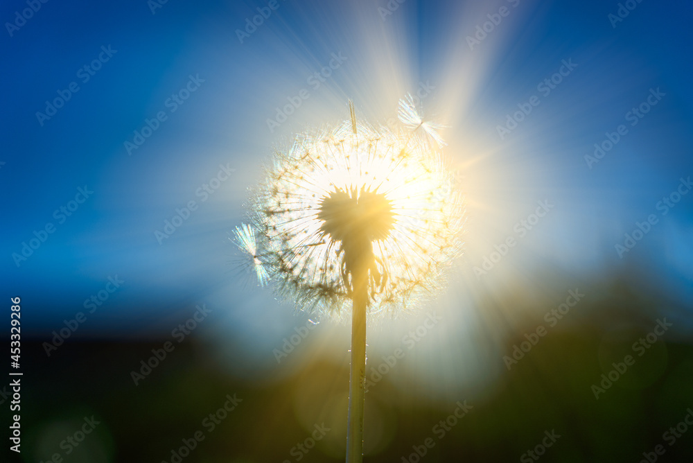 Fototapeta premium View of common dandelion. Taraxacum officinale.