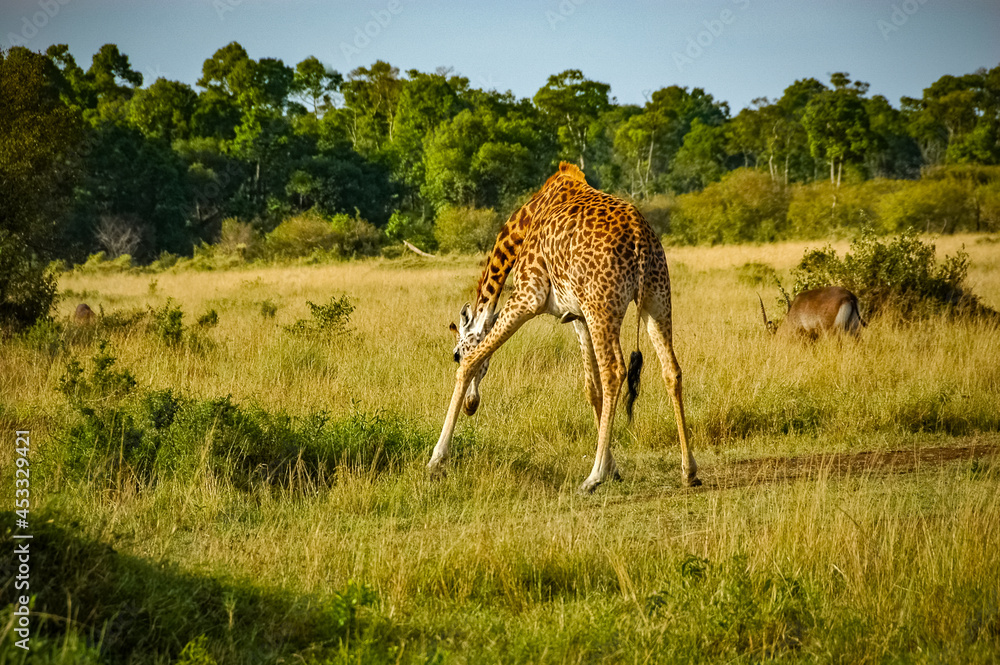 Naklejka premium Giraffe roaming in Kenya Africa