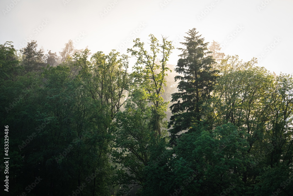 Fototapeta premium Wald im Abendsonnenschein nach einem kräftigen Regen