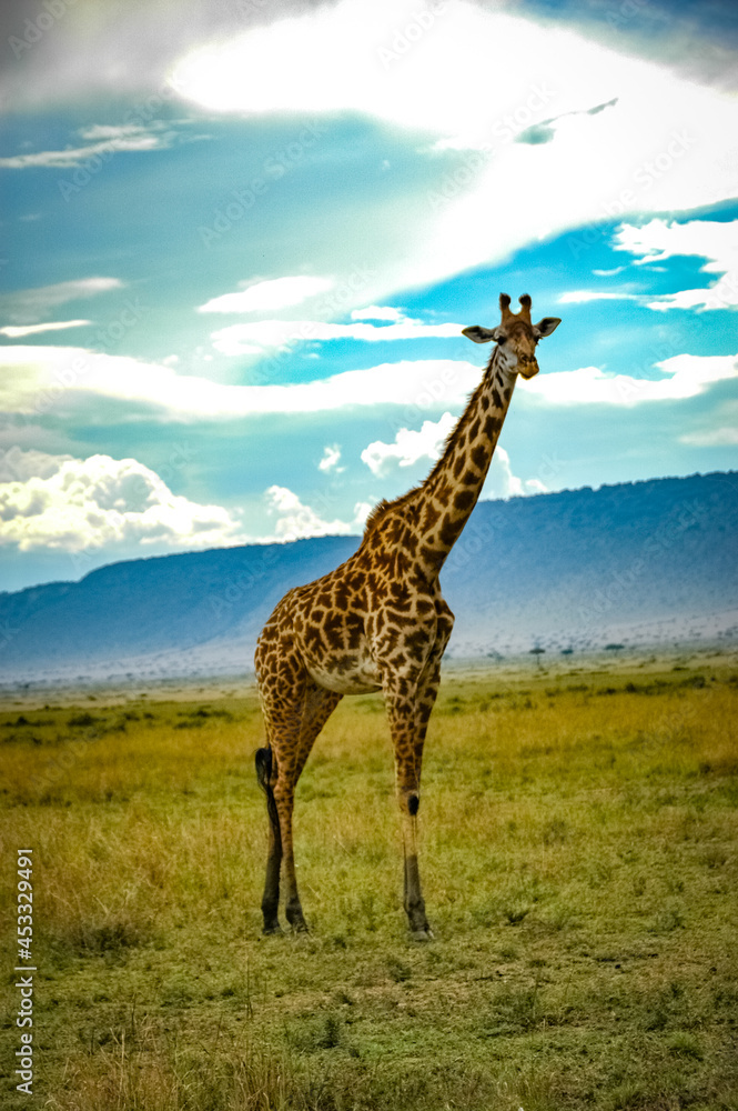 Obraz premium Giraffe roaming in Kenya Africa
