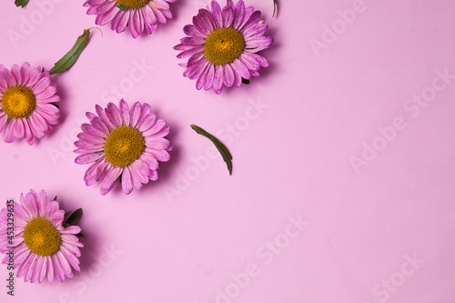 Beautiful floral background in lilac colors with aster flowers