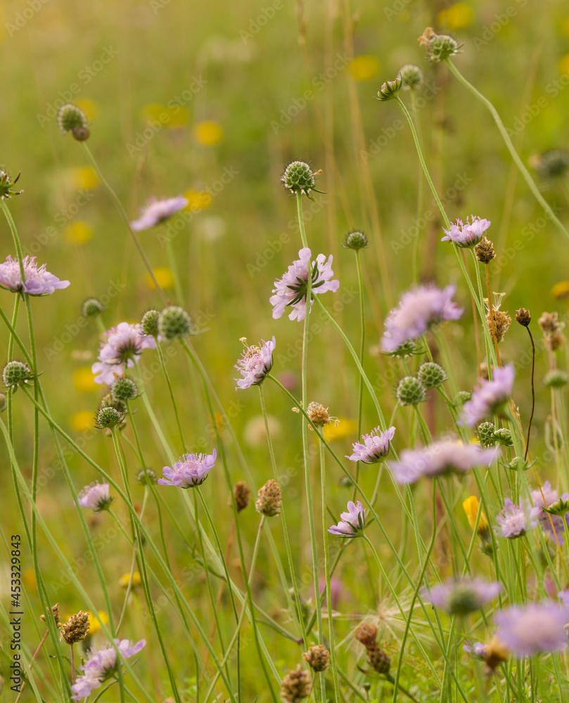 Chalk grassland meadow Chalk grassland meadow