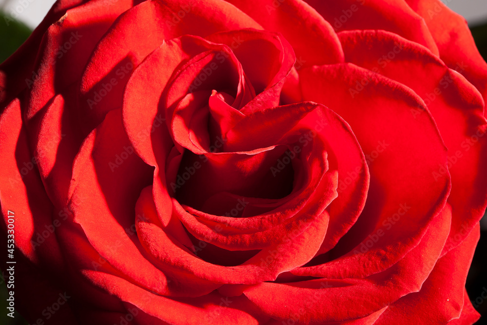 Red big fresh rose bud close up Red big fresh rose bud close up