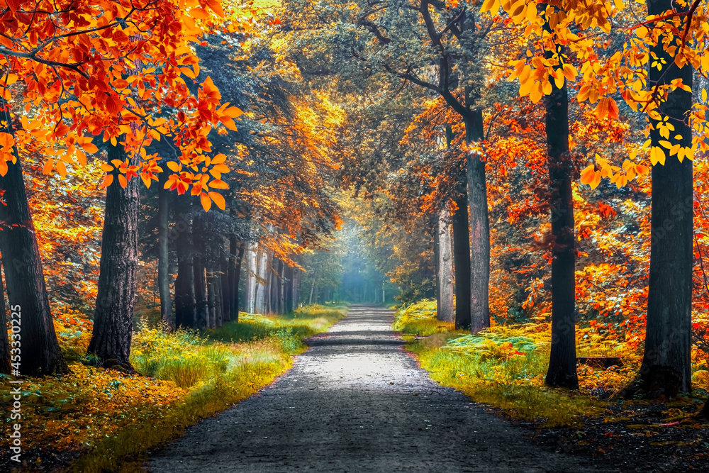 Naklejka premium Autumn vibes in a dutch forest