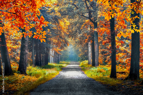 Autumn vibes in a dutch forest