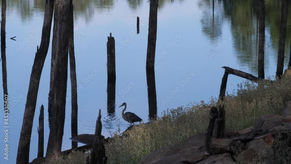 Heron shape contrasts against the light reflecting off the water. Heron shape contrasts against the light reflecting off the water.