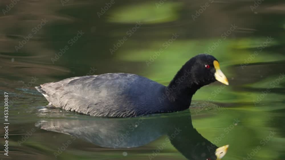 White-winged coot swimming on lake. Closeup with the beautiful waterfowl. Tracking shot White-winged coot swimming on lake. Closeup with the beautiful waterfowl. Tracking shot