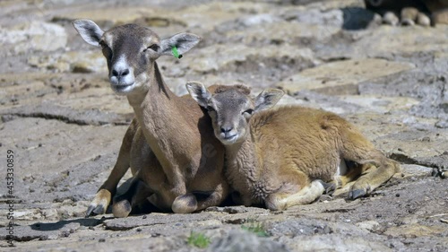 Mother and newborn mouflon lying on ground and eating in sunlight,close up photo