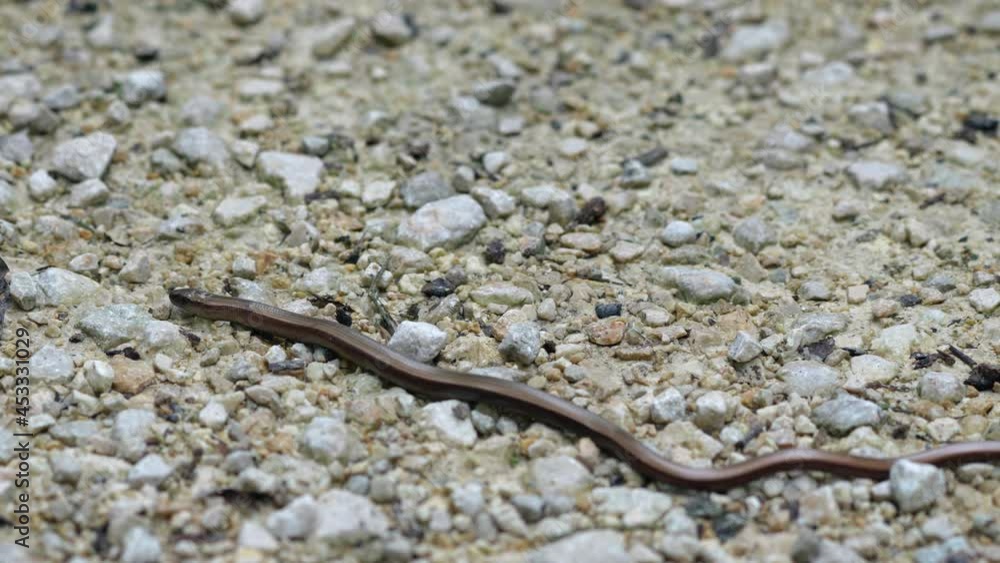 Macro following shot of Legless Lizard or Slow Worm crawling over rocky ground in nature Macro following shot of Legless Lizard or Slow Worm crawling over rocky ground in nature