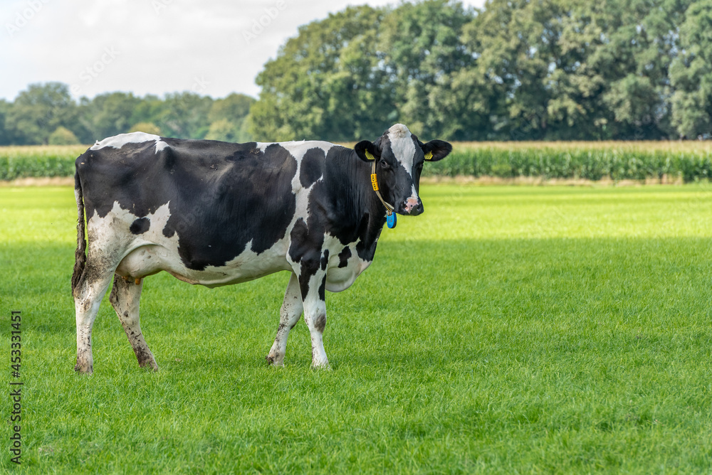 a black and white cow stands in the field and looks around a black and white cow stands in the field and looks around