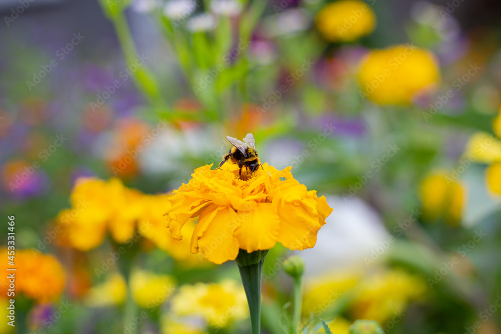 Bumblebee collects pollen. A bumblebee sits on a flower. Yellow marigolds in the garden. Bumblebee in the pollen sits on a flower. A bumblebee sits on marigolds. Bumblebee collects pollen. A bumblebee sits on a flower. Yellow marigolds in the garden. Bumblebee in the pollen sits on a flower. A bumblebee sits on marigolds.