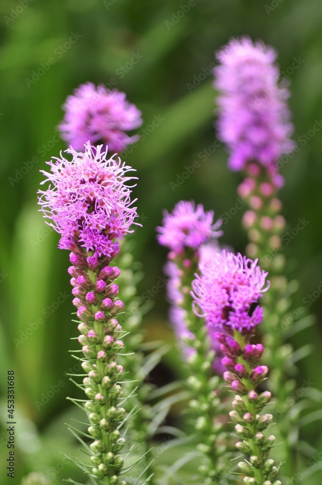 Clump of Liatris, Blazing Star in the garden. Clump of Liatris, Blazing Star in the garden.