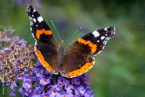 Butterfly sitting in a meadow on a flower. photo