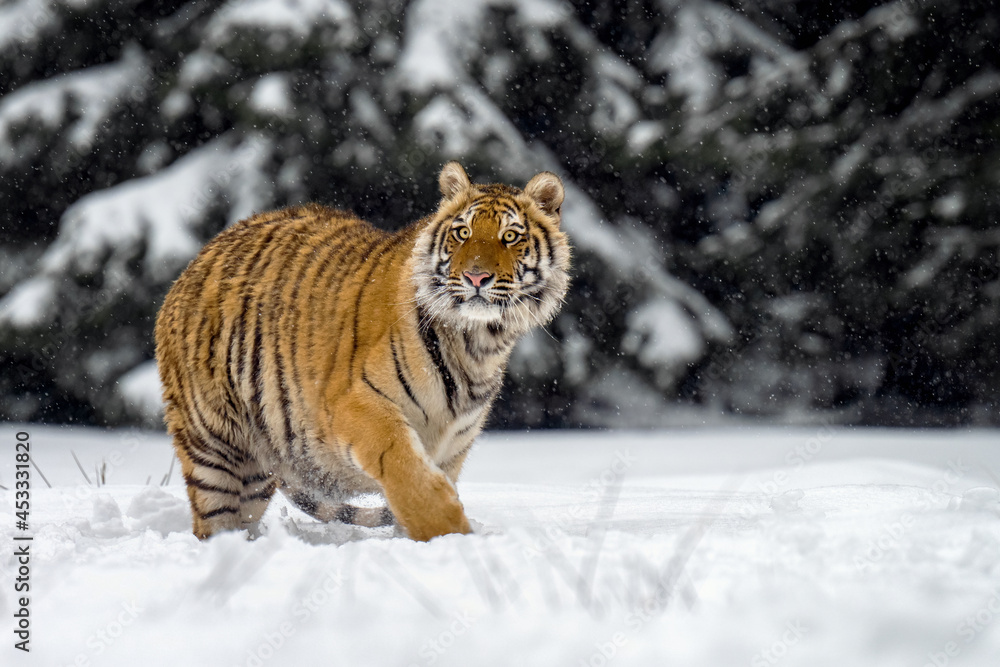 Obraz premium A tiger in the forest enjoys the fresh snow.