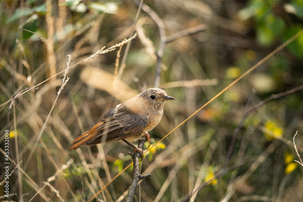 redstart sitting on a branch, incredible wildlife redstart sitting on a branch, incredible wildlife