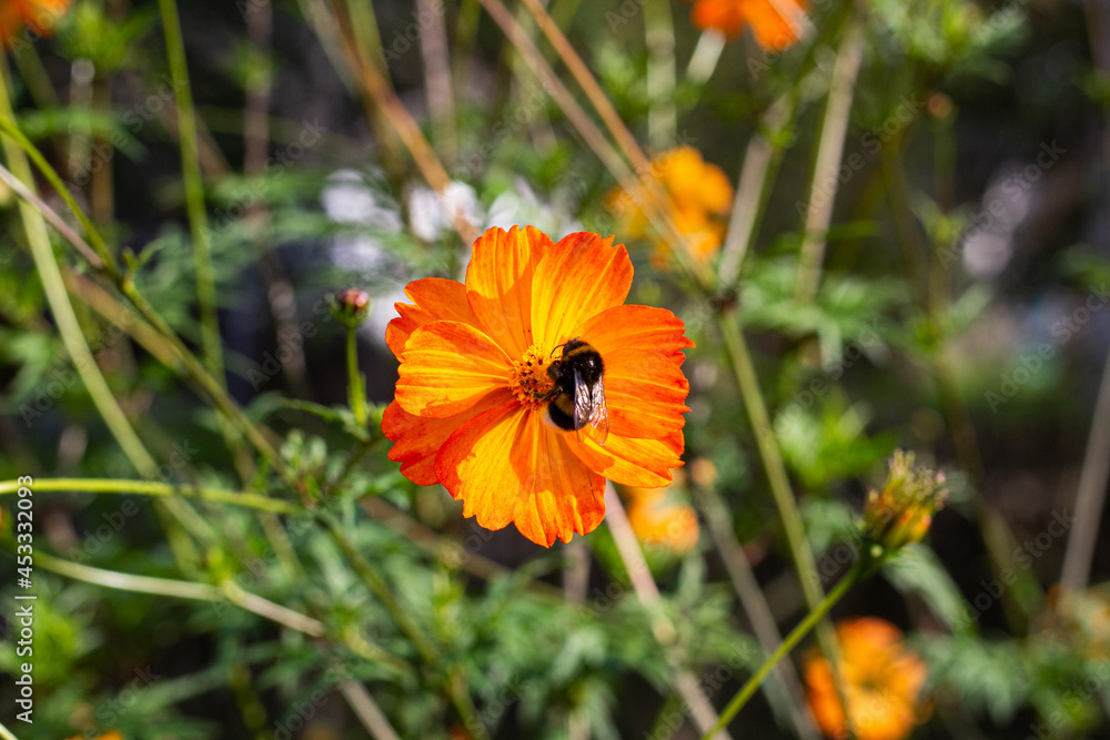 Bumblebee collects pollen. A bumblebee sits on a flower. Orange flower in the garden. Bumblebee collects pollen. A bumblebee sits on a flower. Orange flower in the garden.
