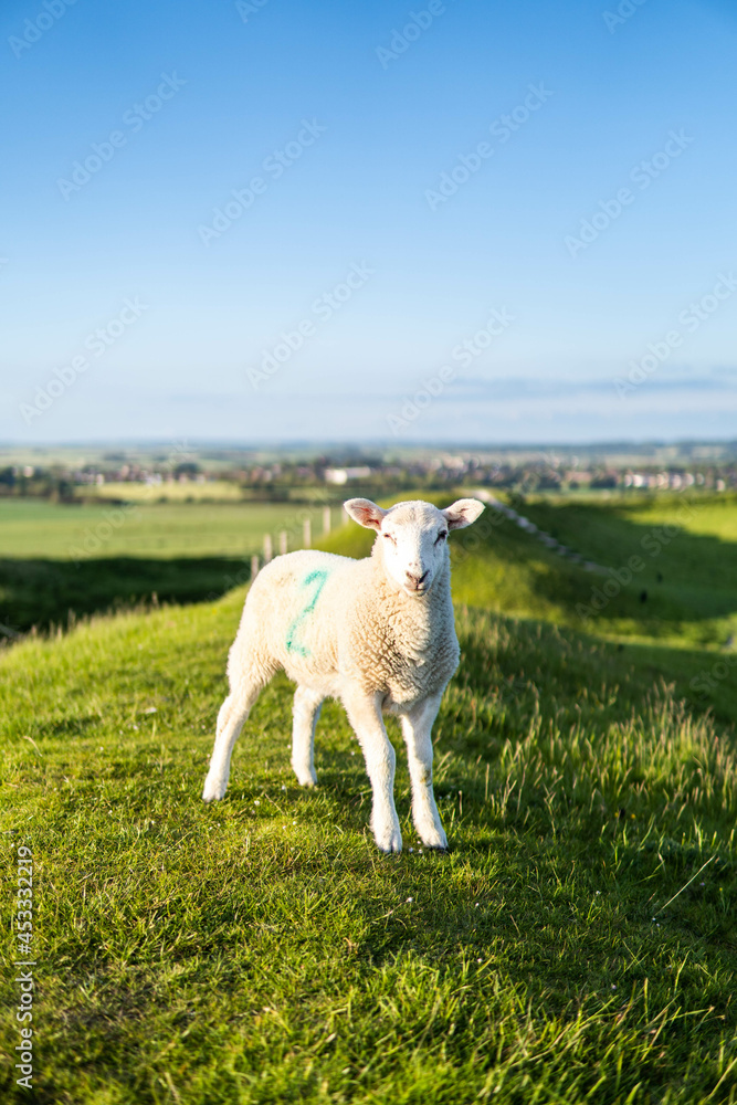 Little white sheep walking in the country side in the south of UK