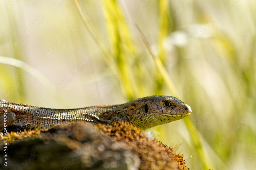 Zauneidechse, Lacerta agilis Zauneidechse, Lacerta agilis