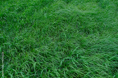 Park grass texture material that can be used for 3DCG etc.