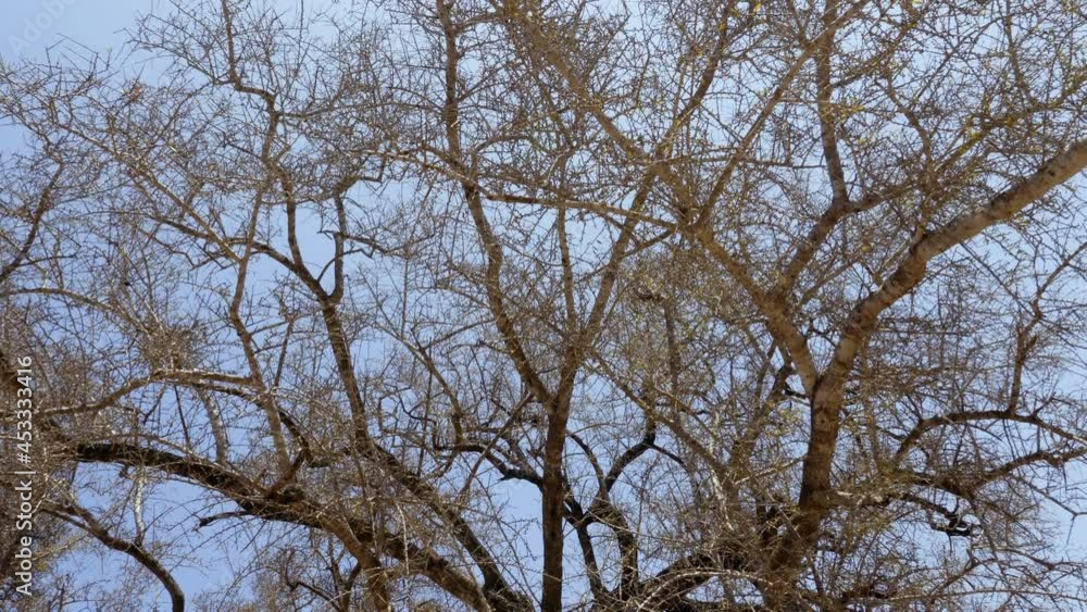 Dry abstract Argan tree branches against blue sky. The tree is cultivated for the famous Argan oil that is produced from the kernel of the nuts. Dry abstract Argan tree branches against blue sky. The tree is cultivated for the famous Argan oil that is produced from the kernel of the nuts.