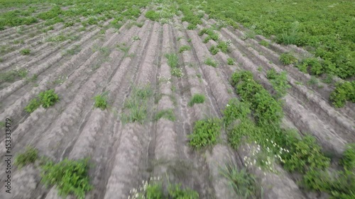 Potato plantation with poor germination. Rows with empty seats and passes instead of green tops. Concept of unprofitable agriculture and poor seed quality. Wide angle dolly shot photo