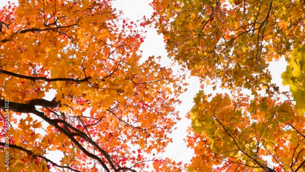 Whirling Under the Autumn Trees. The camera looks up, slowly rotates and falls between bright autumn trees Whirling Under the Autumn Trees. The camera looks up, slowly rotates and falls between bright autumn trees